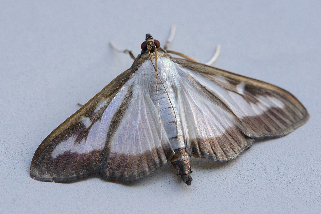 Buxusmot (Cydalima perspectalis) 6-2017 0984