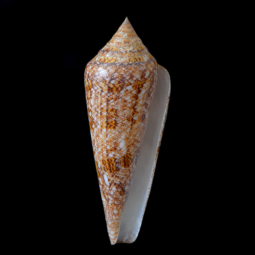 Conus gloriamaris 5-2016 9422