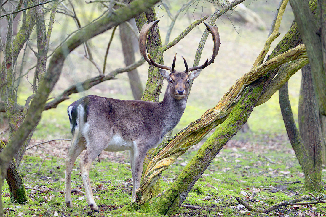 Damhert (Dama dama) 3-2016 5533