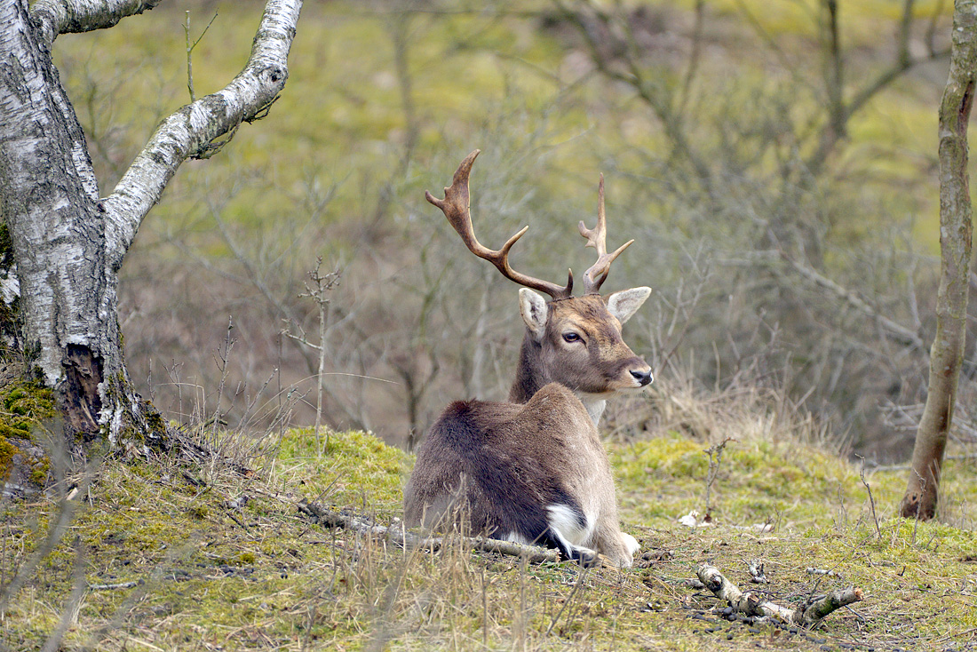 Damhert (Dama dama) 3-2016 5647