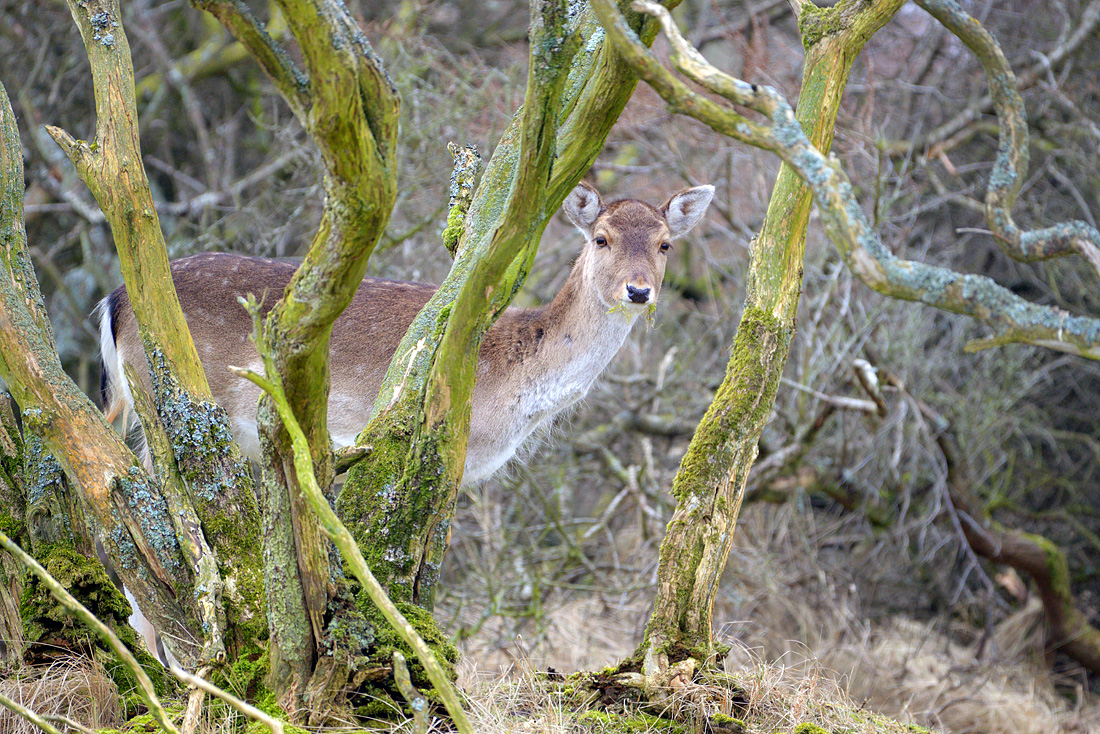 Damhert (Dama dama) 3-2016 5852