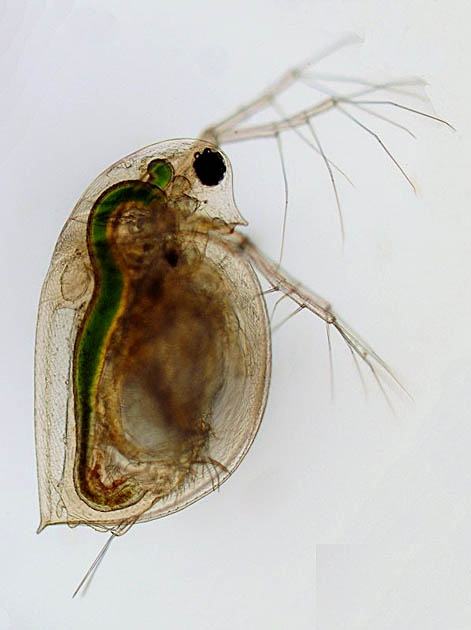 Daphnia pulex