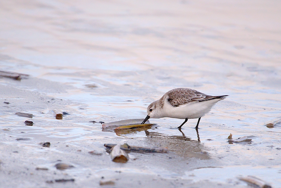 Drieteenstrandloper (Calidris alba) 3-2017 5415