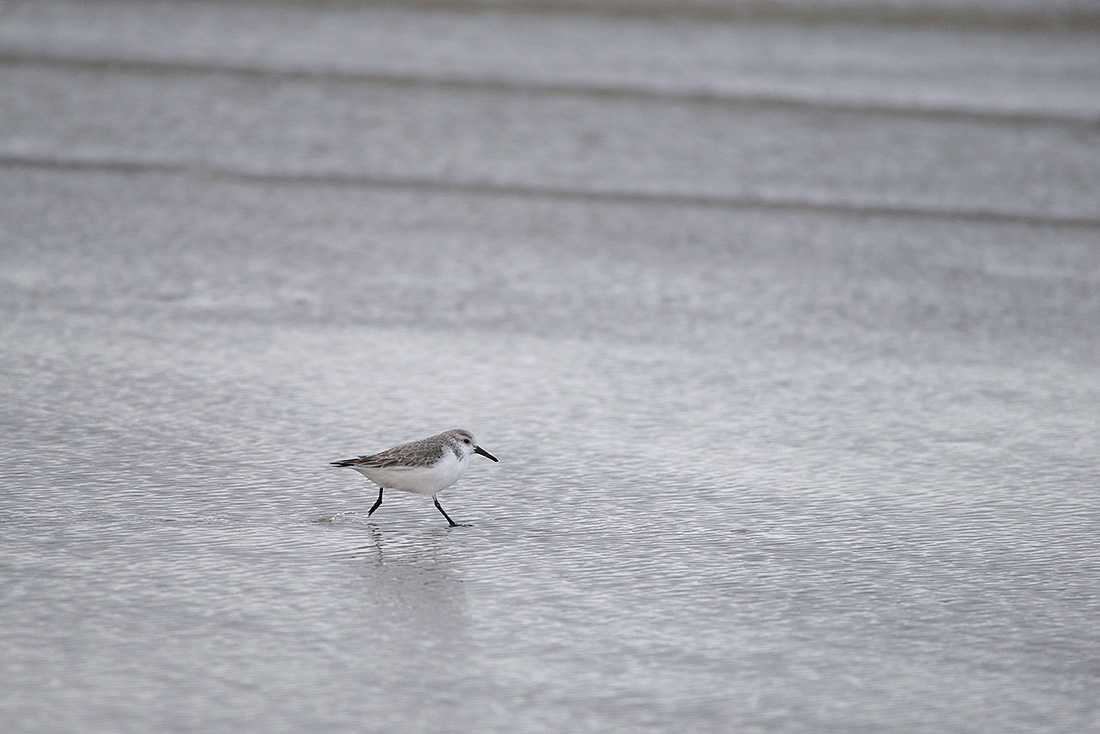 Drieteenstrandloper (Calidris alba) 3-2017 5435