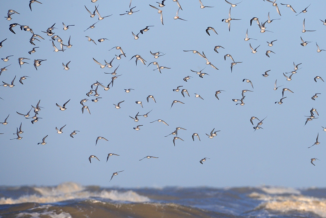 Drieteenstrandloper (Calidris alba) 3-2017 5799