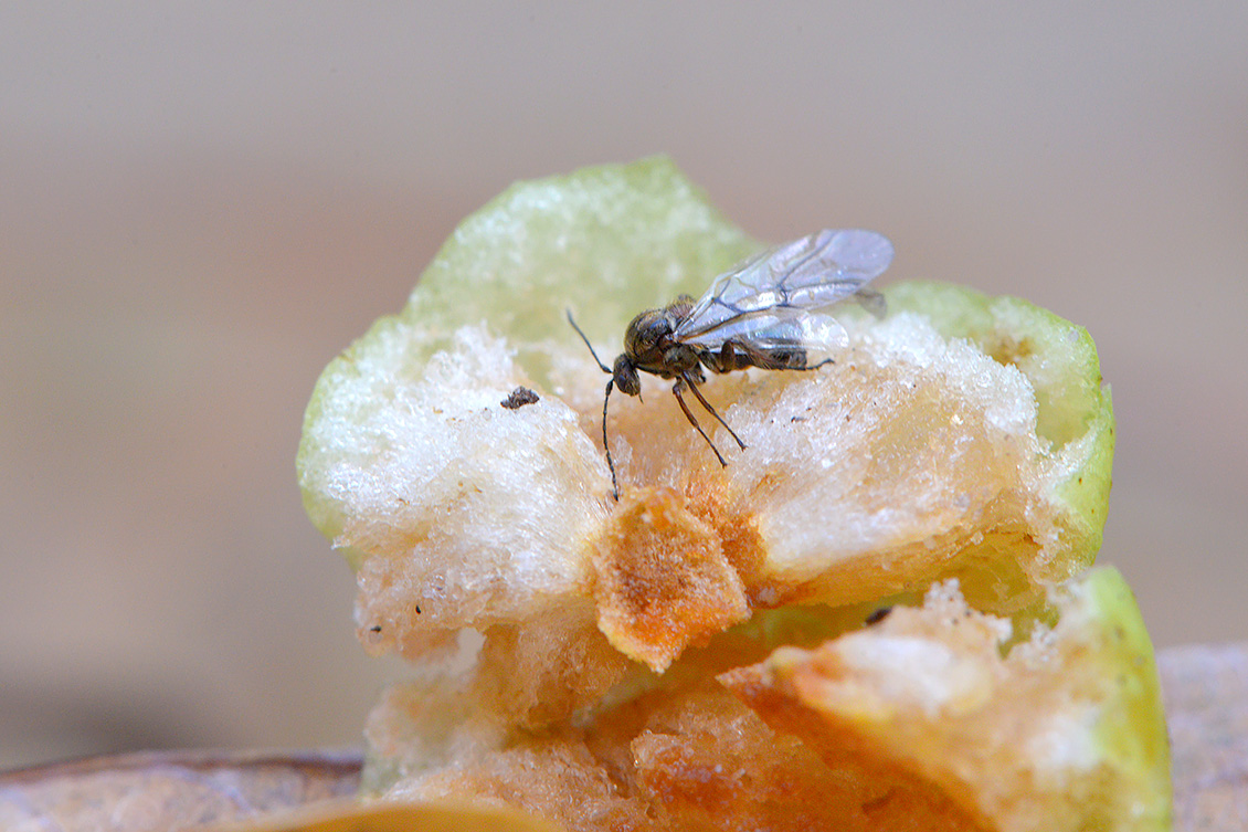 Eikengalwesp (Cynips quercusfolii) 10-2017 7372