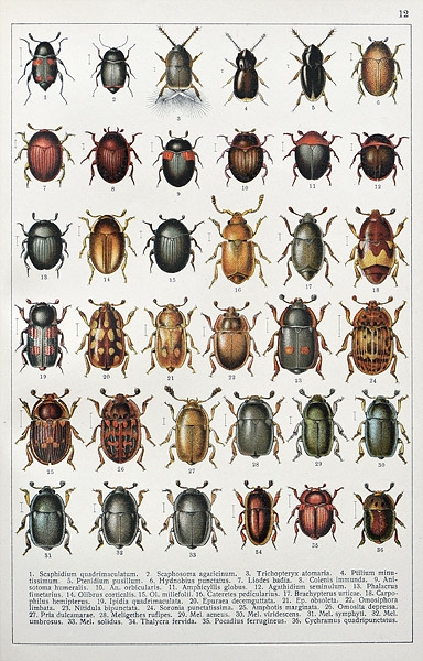 Fauna Germanica blz 12