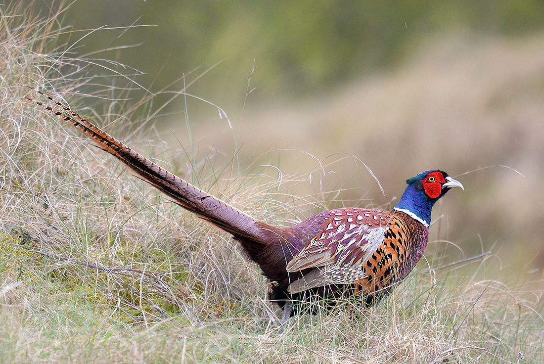 Fazant (Phasianus colchicus) 4-2017 8667