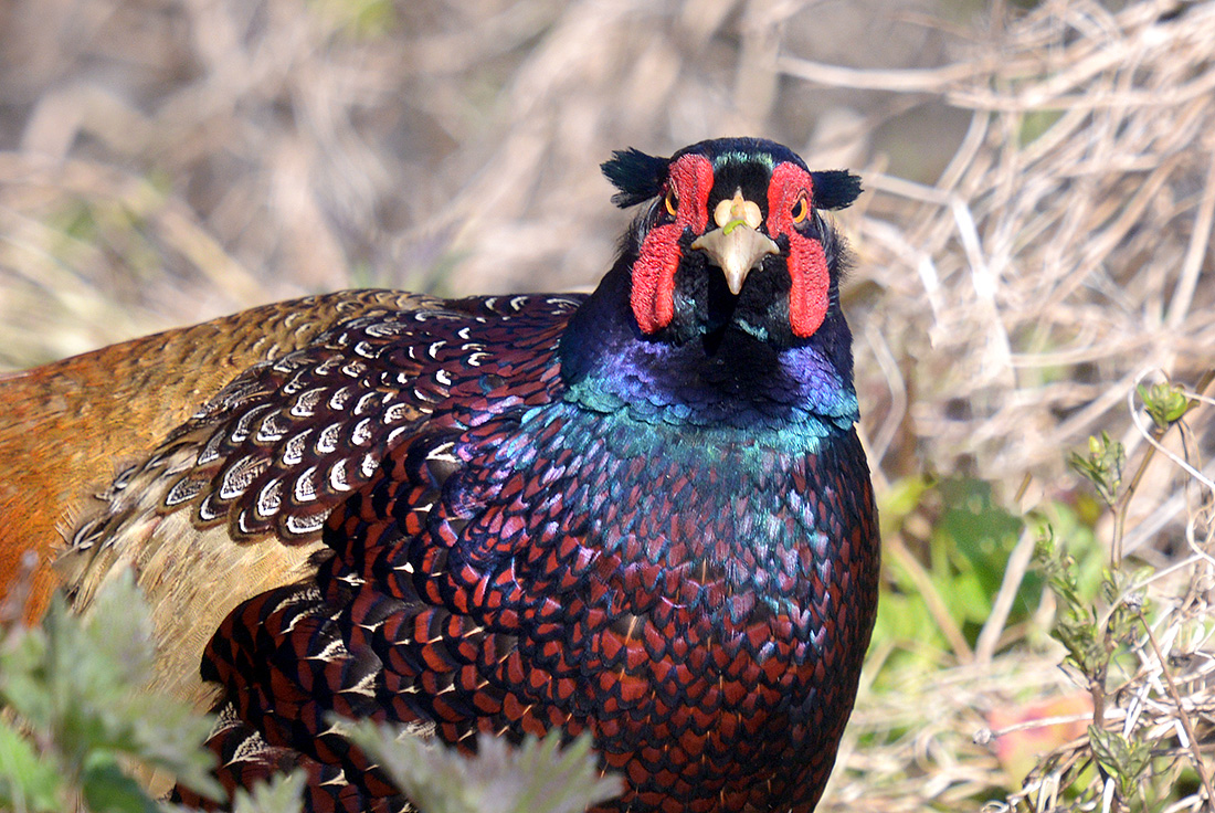 Fazant (Phasianus colchicus) 4-2017 8711