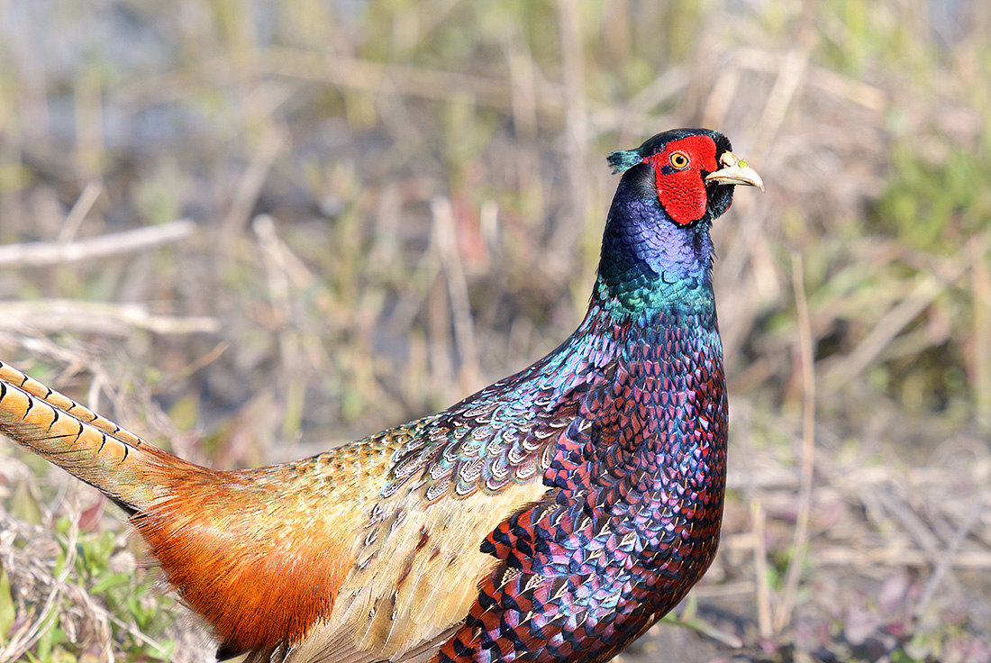 Fazant (Phasianus colchicus) 4-2017 8716