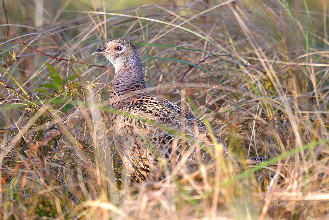 Fazant (Phasianus colchicus) 4-2017 9751-