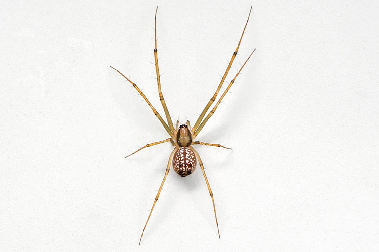 Floronia bucculenta 9-2012 9935