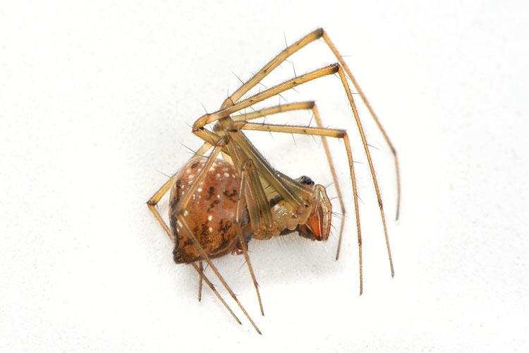 Floronia bucculenta 9-2012 9937