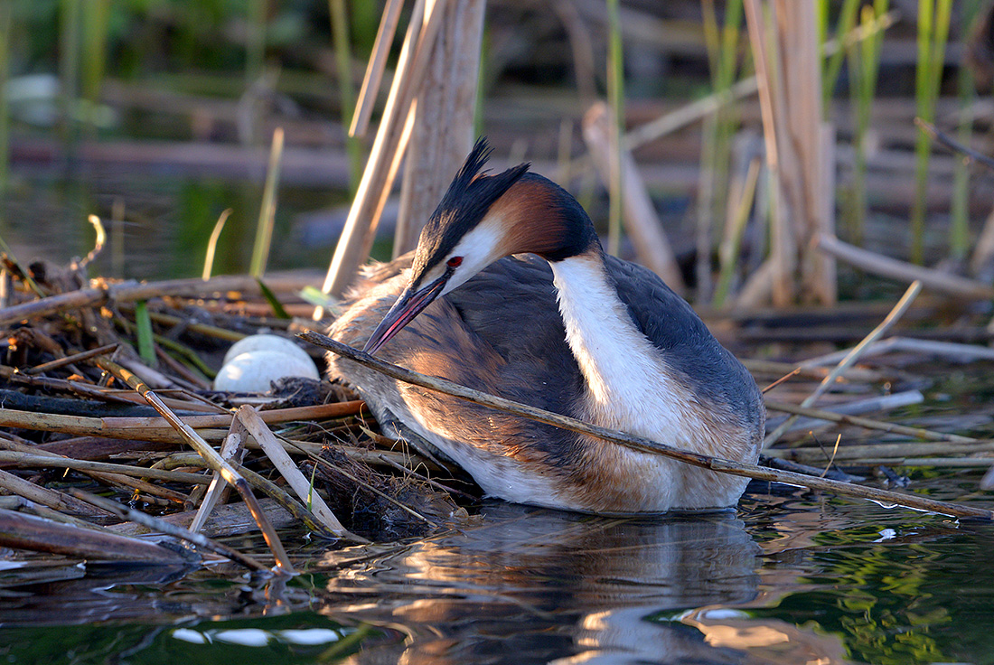 Fuut (Podiceps cristatus) 4-2017 7312