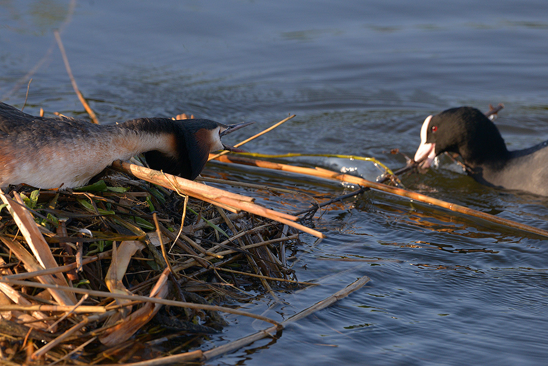 Fuut (Podiceps cristatus) 4-2017 7475