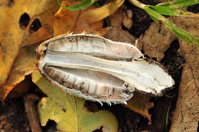 Geschubde inktzwam (coprinus comatus) 11-20112514