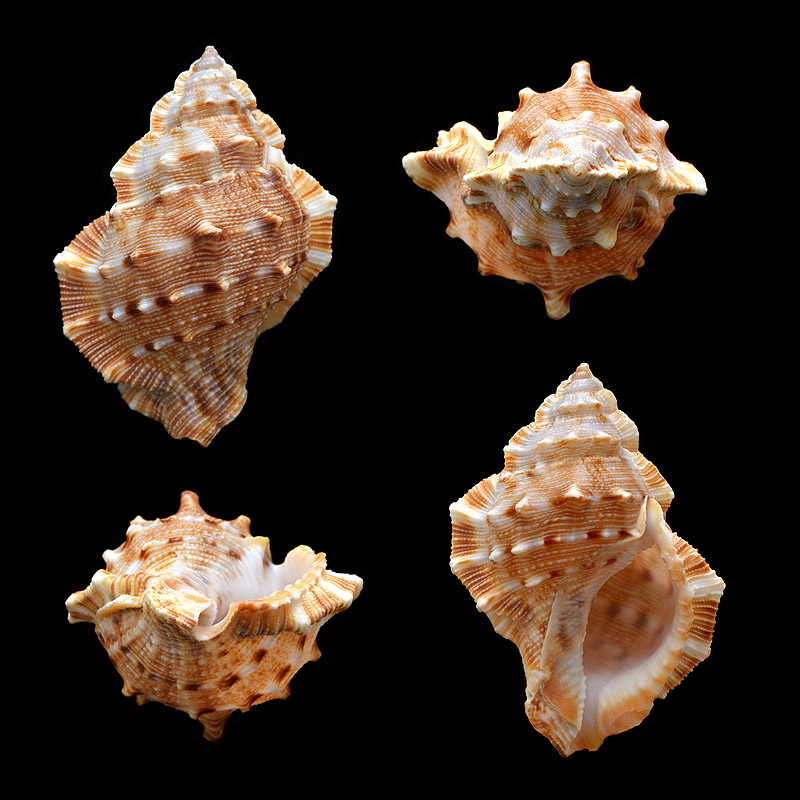 Gewone Kikkerschelp (Bufonaria rana)