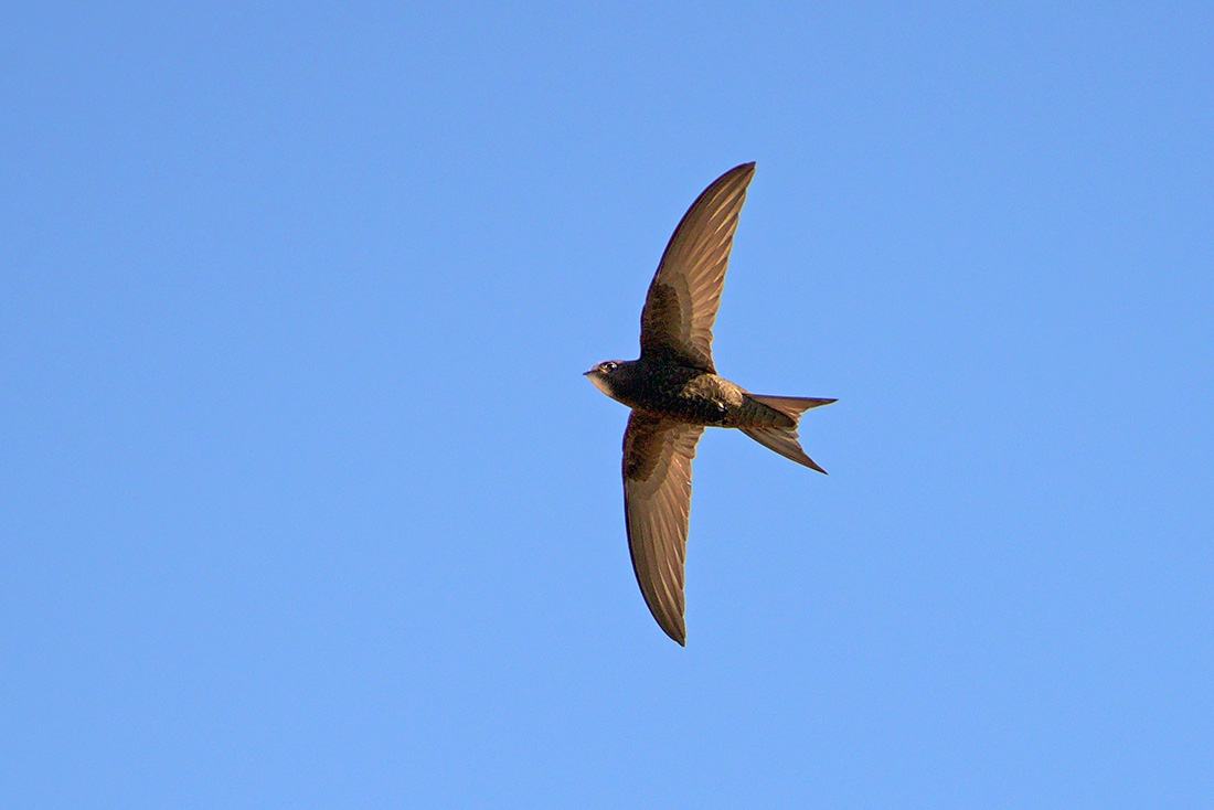 Gierzwaluw (Apus apus) 6-2017 1292