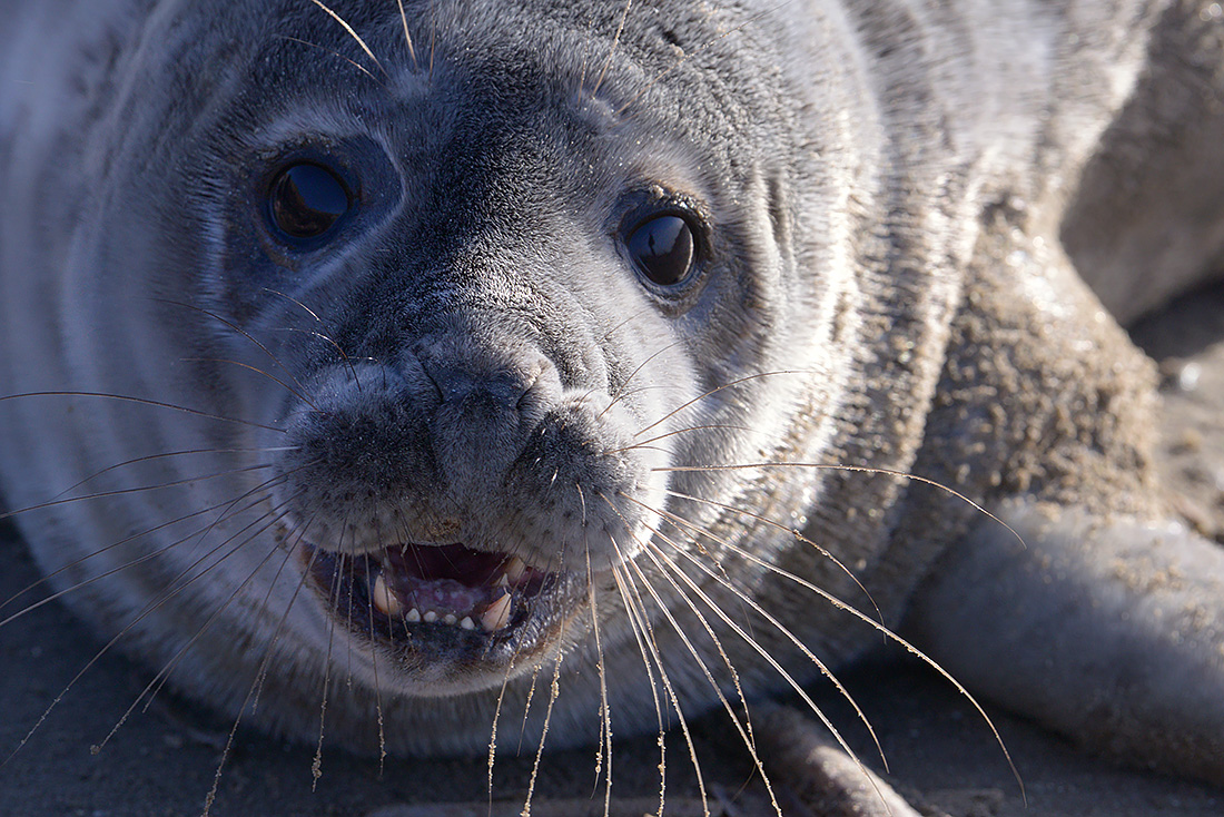Grijze zeehonden  (Halichoerus prypus) 3-2017 5900