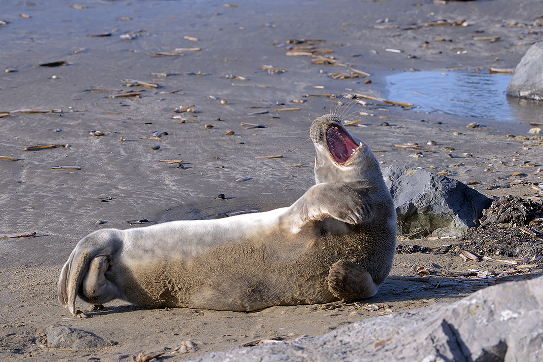 Grijze zeehonden  (Halichoerus prypus) 3-2017 5966