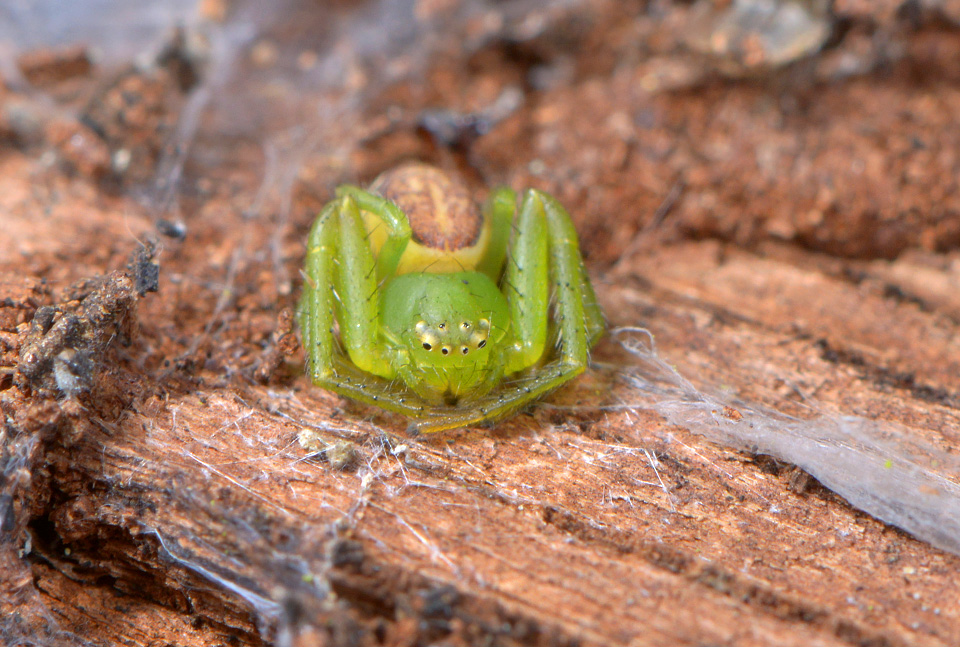 Groene krabspin (Diaea dorsata) 2-2015 1908