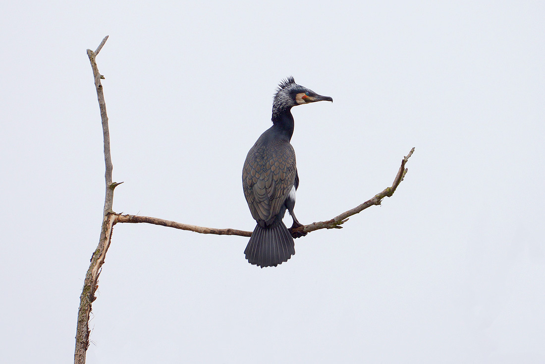 Grote Aalscholver (Phalacrocorax carbo) 3-2016 5674