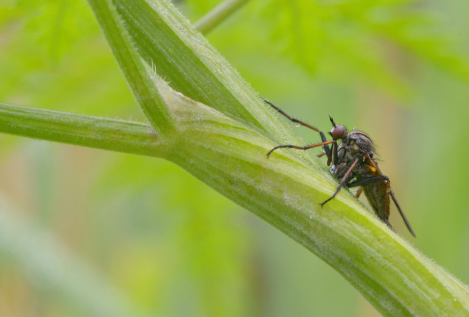 Grote dansvlieg (Empis tesselata) 5-2014 9285