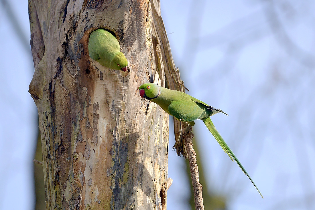 Halsbandparkiet (Psittacula krameri) 3-2017 6282