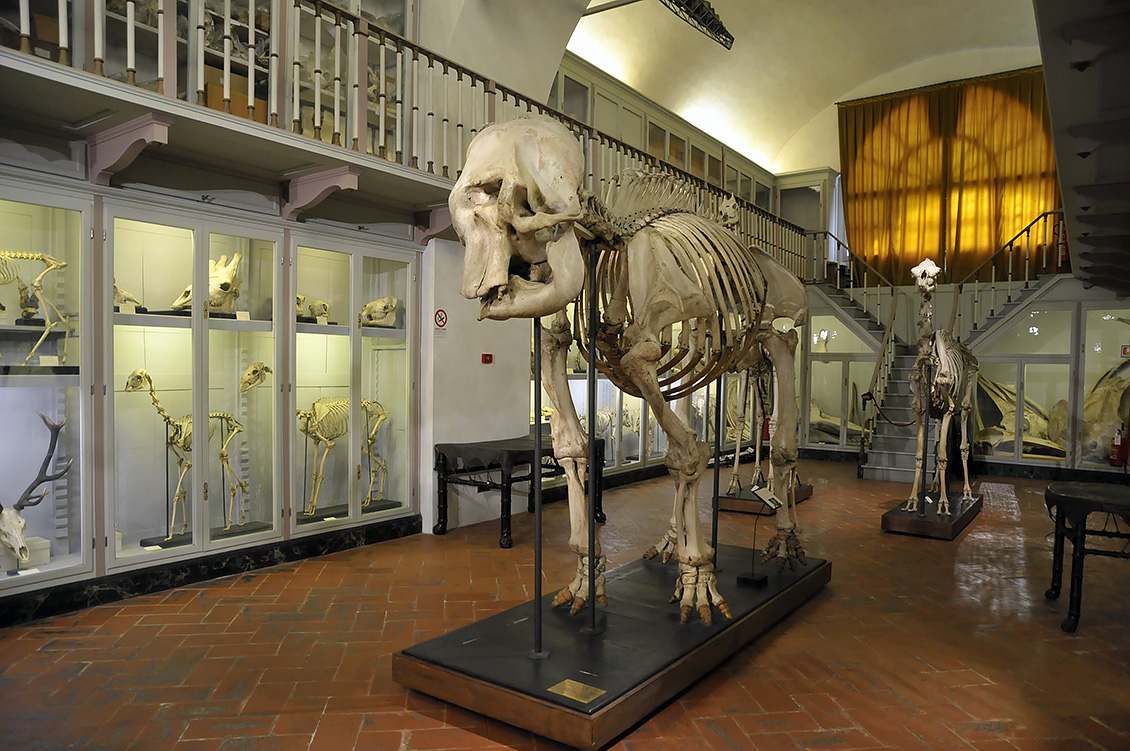 Hansken Specola 8-2017 1331