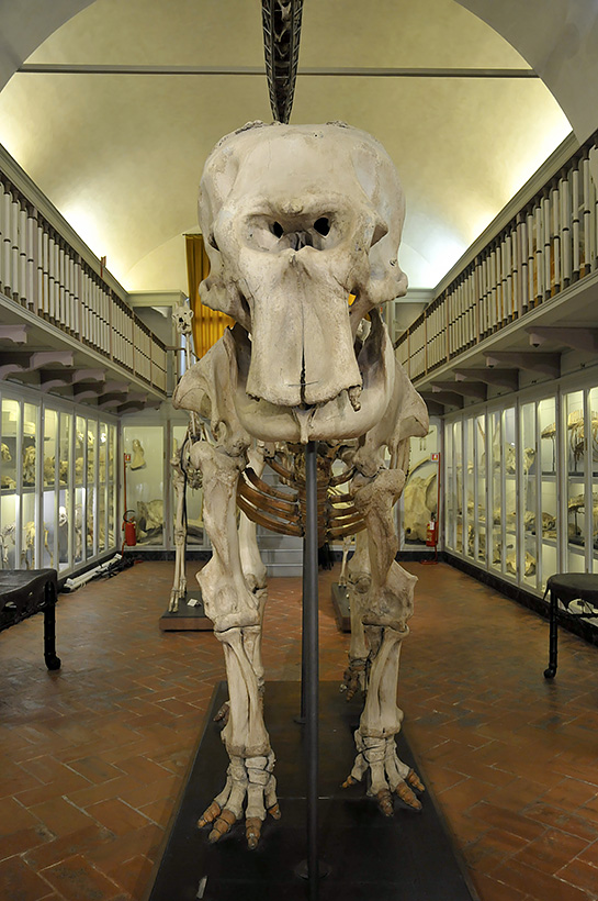 Hansken Specola 8-2017 1333