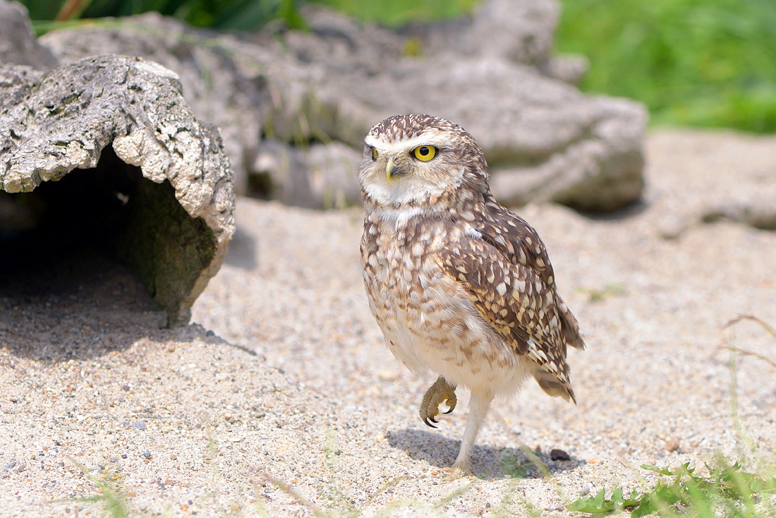 Holenuil (Athena cunicilaria) 6-2016 0633