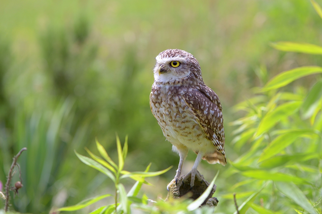 Holenuil (Athena cunicilaria) 6-2016 0673