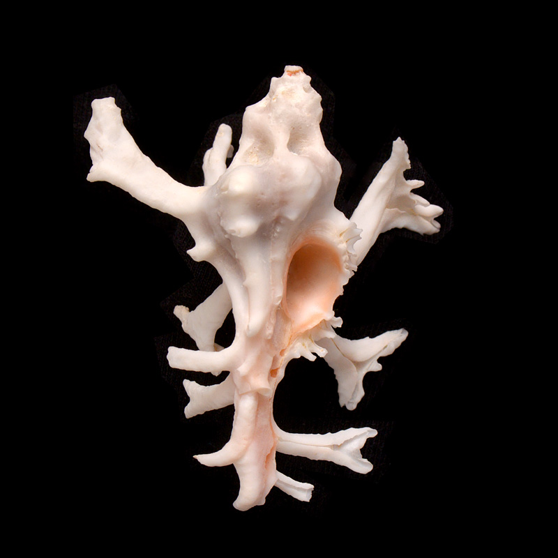 Homalocantha zamboi 5-2015 2342