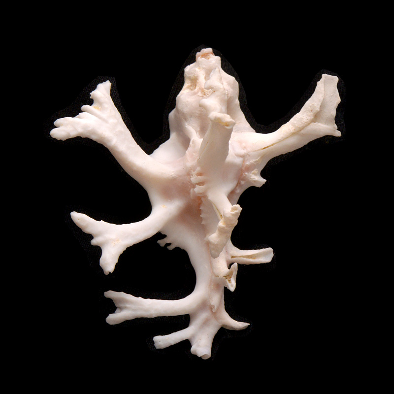 Homalocantha zamboi 5-2015 2350