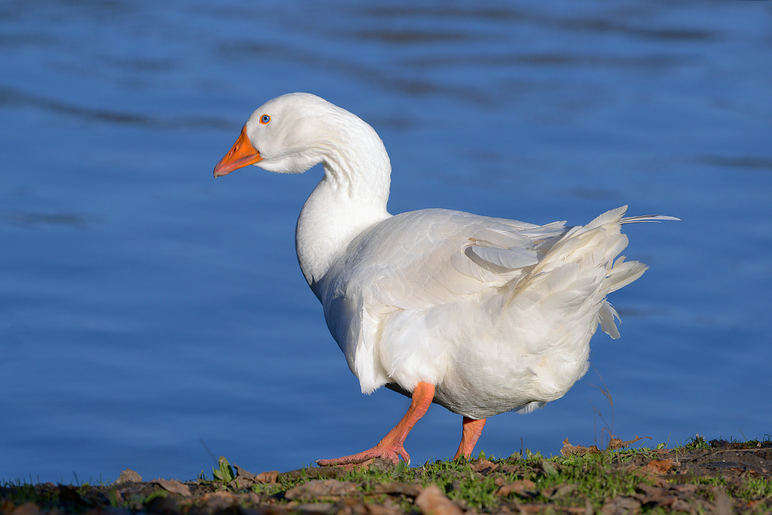 Huisgans (Anser anser domesticus) 1-2016 5203