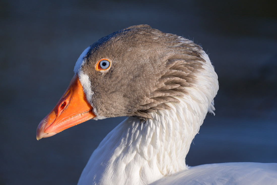 Huisgans (Anser anser domesticus) 1-2016 5402