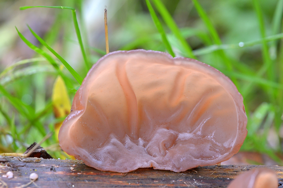 Judasoor (Auricularia auricularia-judae) 10-2017 7313