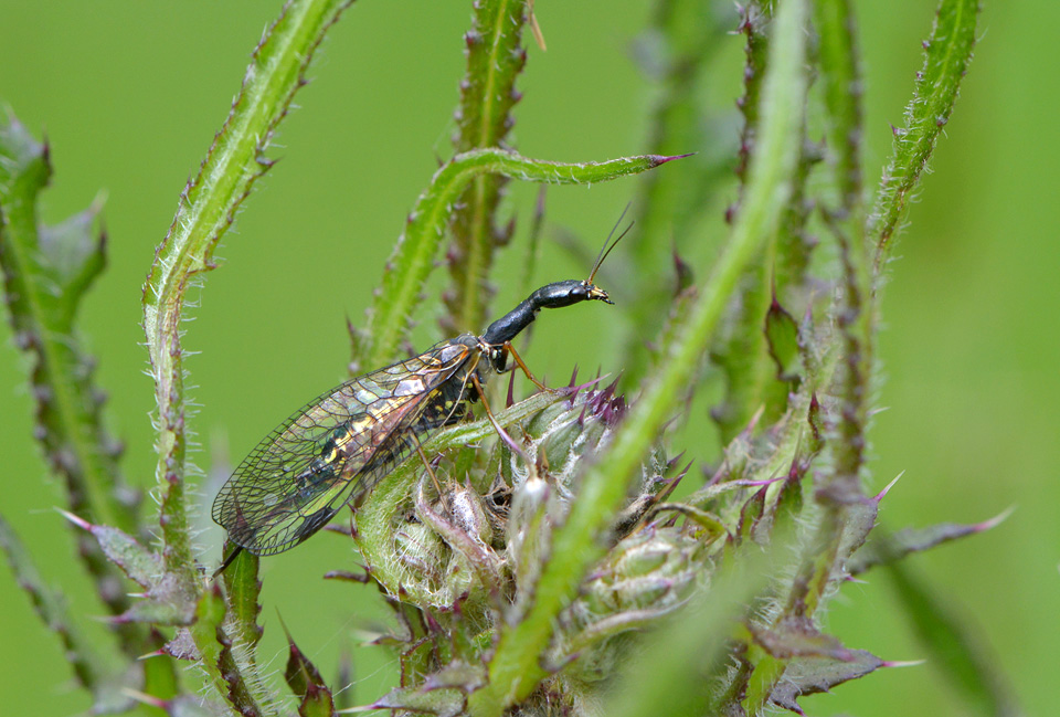 Kameelhalsvlieg (Rhaphidia notata) 5-2014 9415