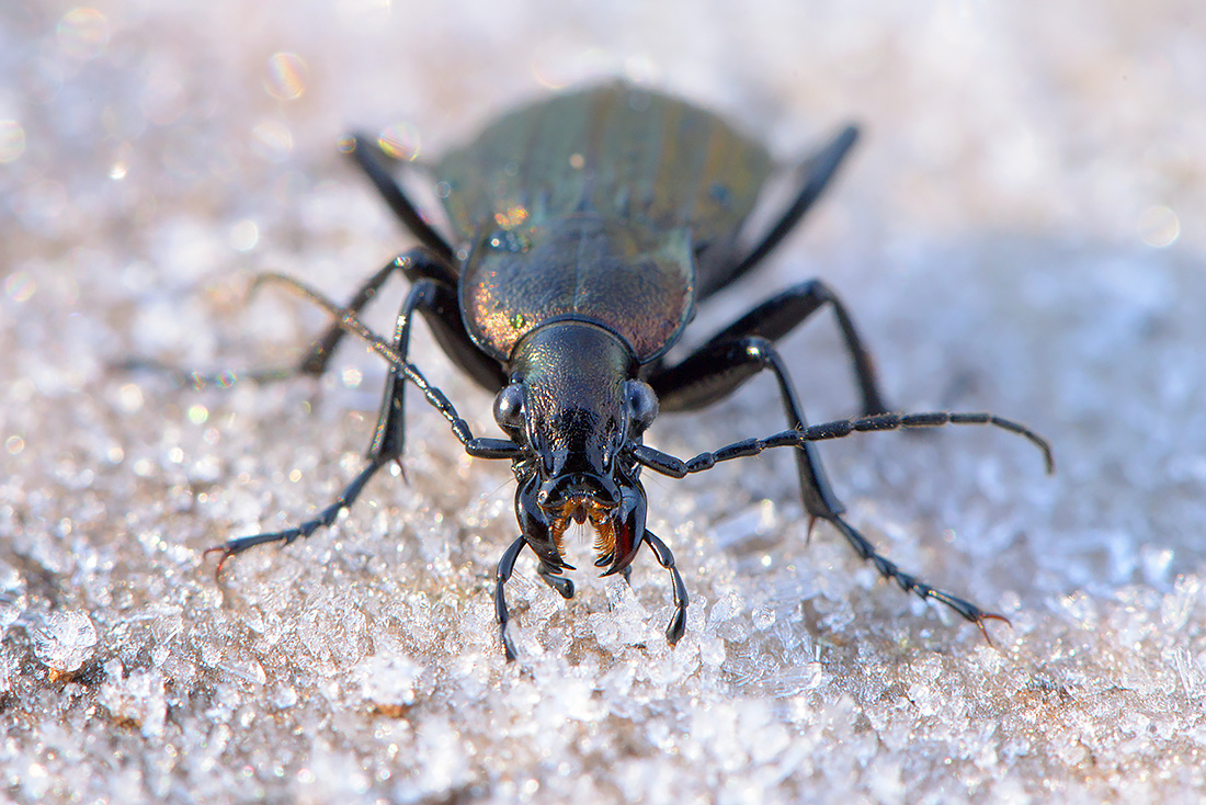 Kettingschalebijter (Carabus granulatus) 11-2016 3210