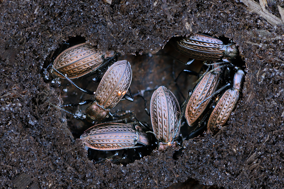 Kettingschalebijter (Carabus granulatus) 11-2016 3224