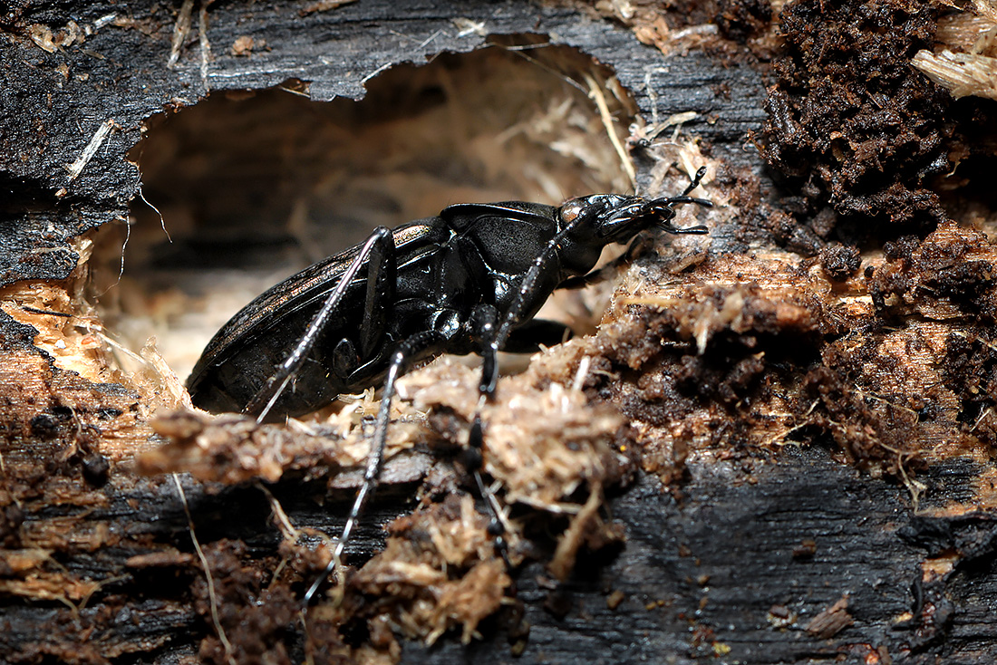 Kettingschalebijter (Carabus granulatus) 4-2009 4738