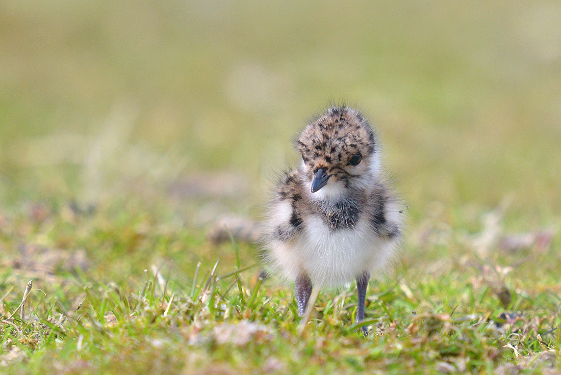 Kievit (Vanellus vanellus) 4-2017 0103