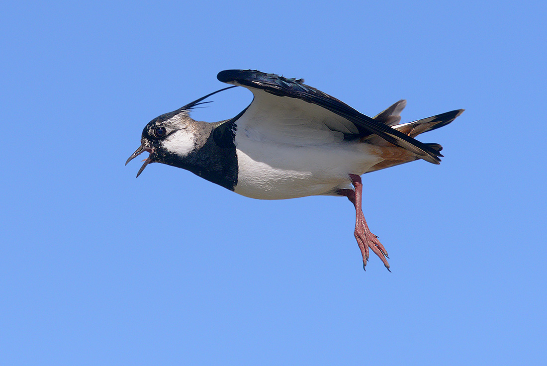 Kievit (Vanellus vanellus) 4-2017 9302