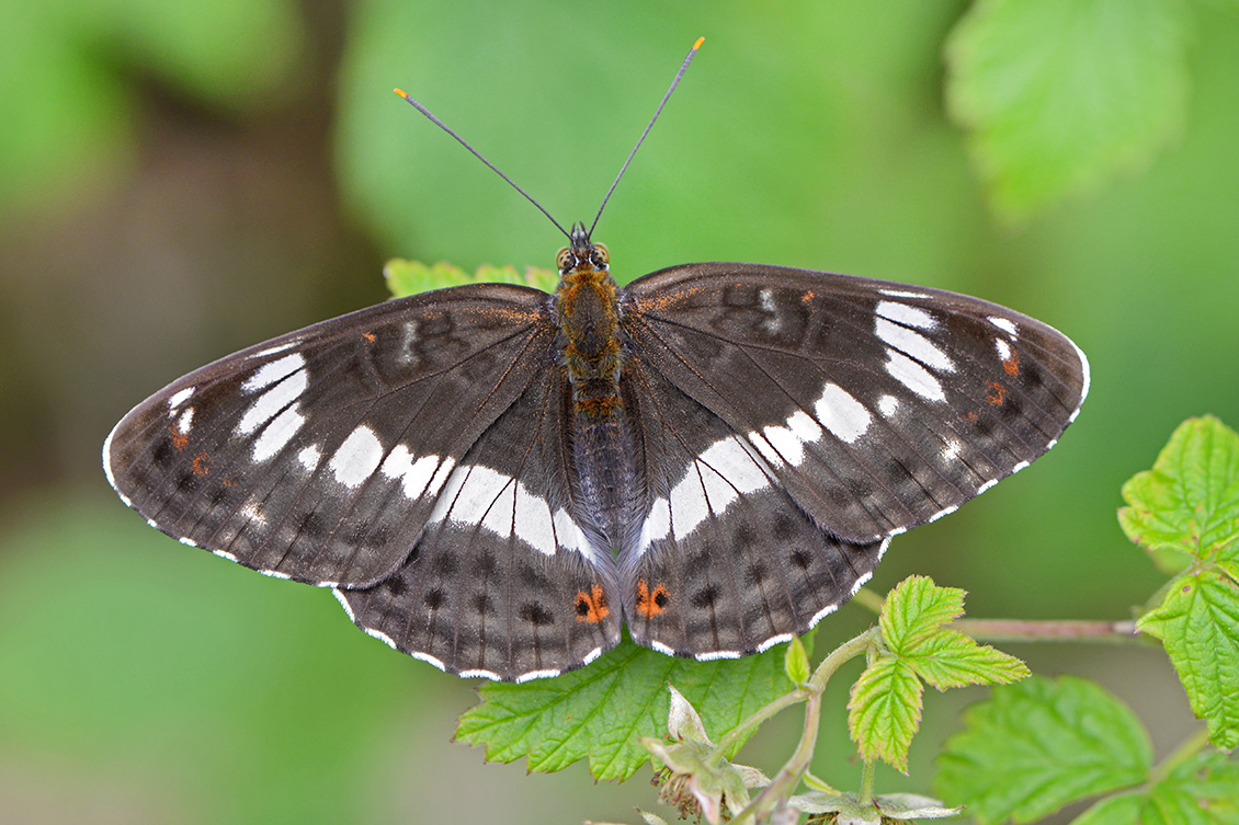 Kleine ijsvogelvlinder (Limenitis camilla) 6-2018 4018