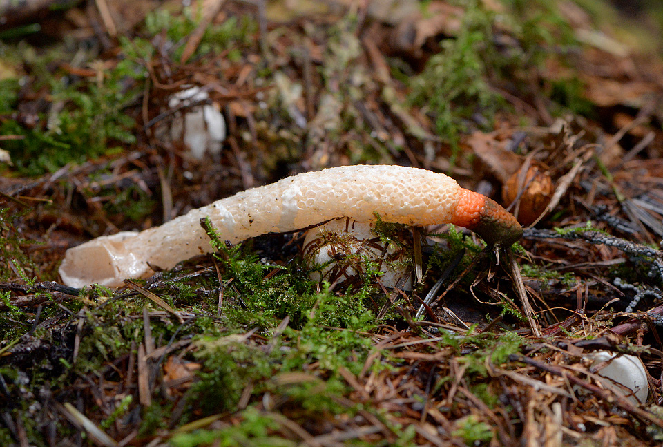 Kleine stinkzwam (Mutinus caninus) 9-2015 4040