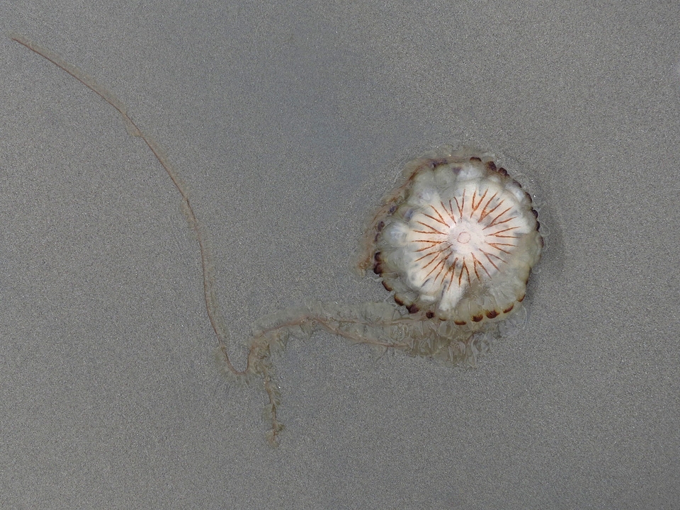 Kompaskwal (Chrysaora hysoscella) 7-2014 3241