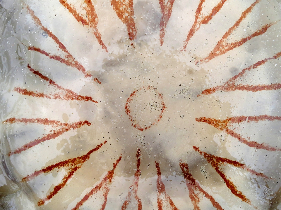 Kompaskwal (Chrysaora hysoscella) 7-2014 3244