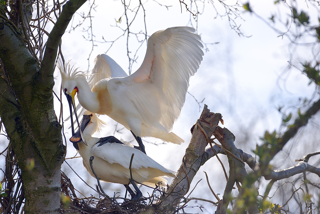 Lepelaar (Platalea leucorodia) 3-2017 6941
