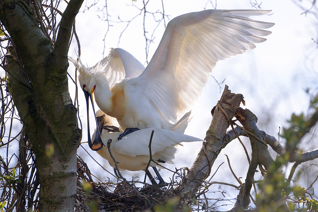 Lepelaar (Platalea leucorodia) 3-2017 6950