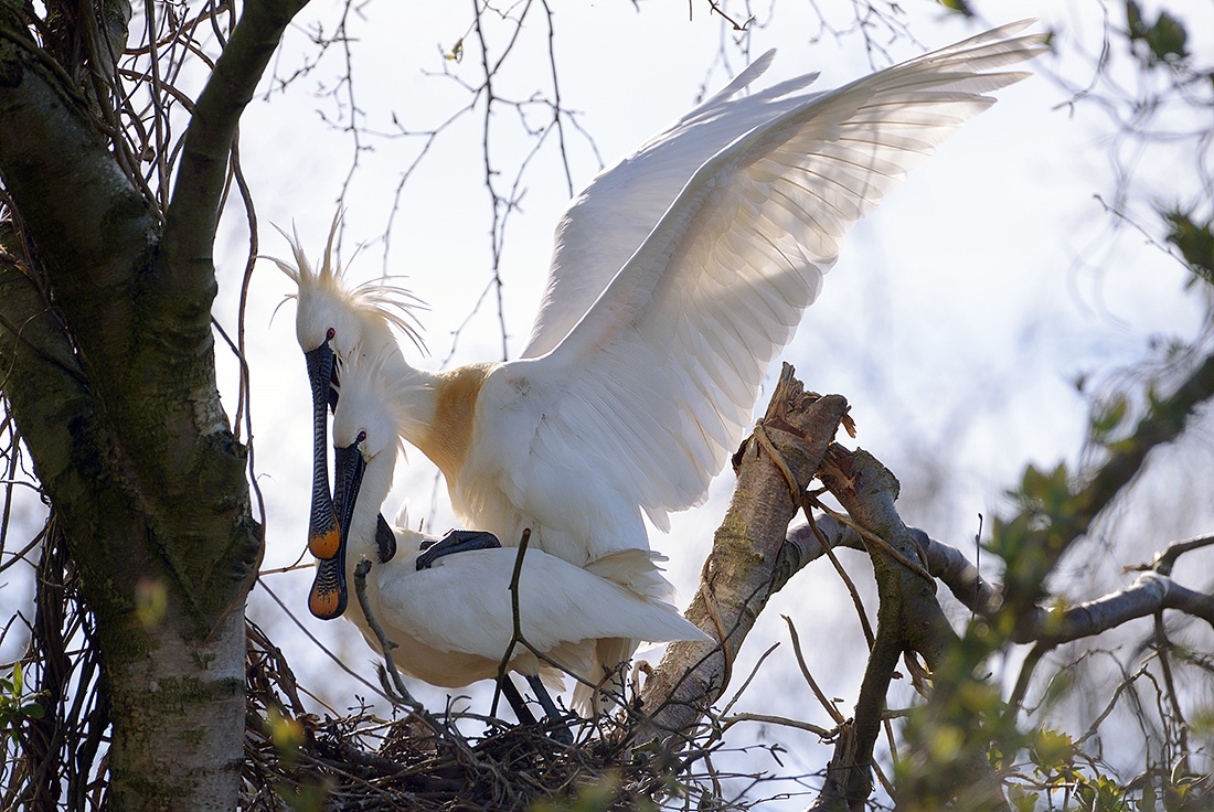 Lepelaar (Platalea leucorodia) 3-2017 6955